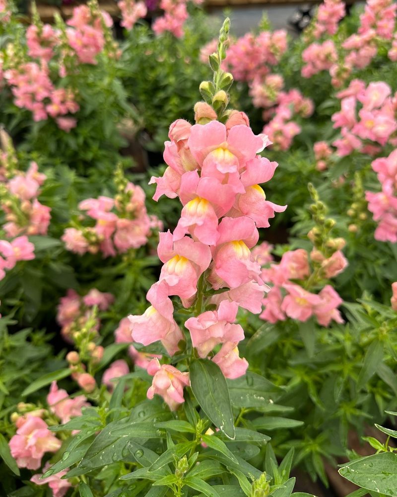 Snapdragon