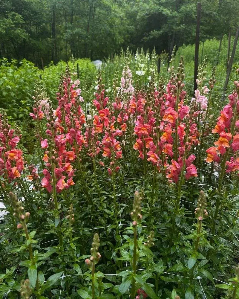 Snapdragon