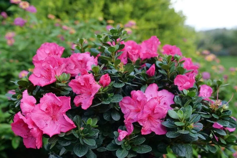 Azalea (Alternative to Rhododendron)