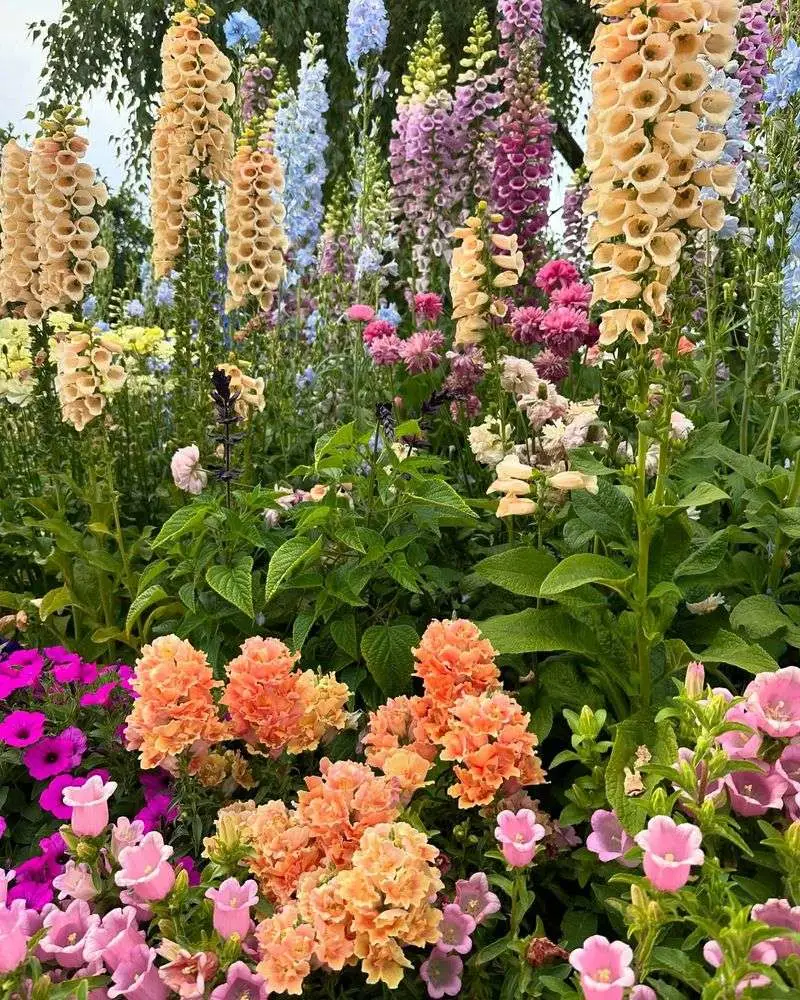 Snapdragons