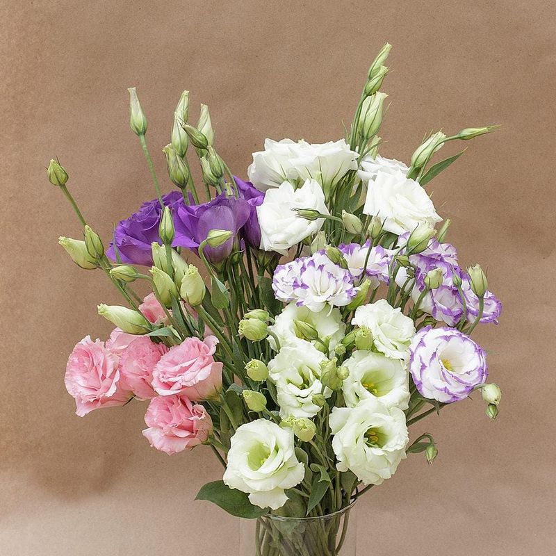 Lisianthus