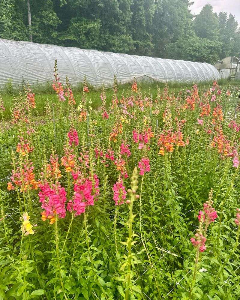Snapdragons (Missed)