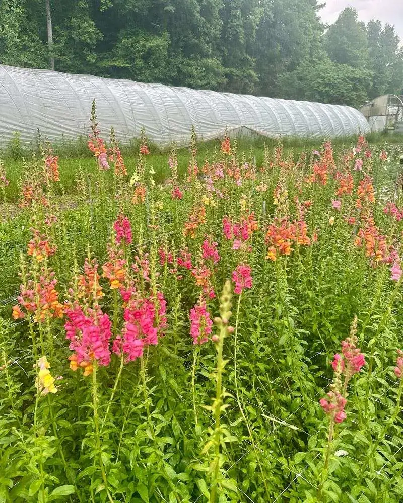 Snapdragons (Missed)