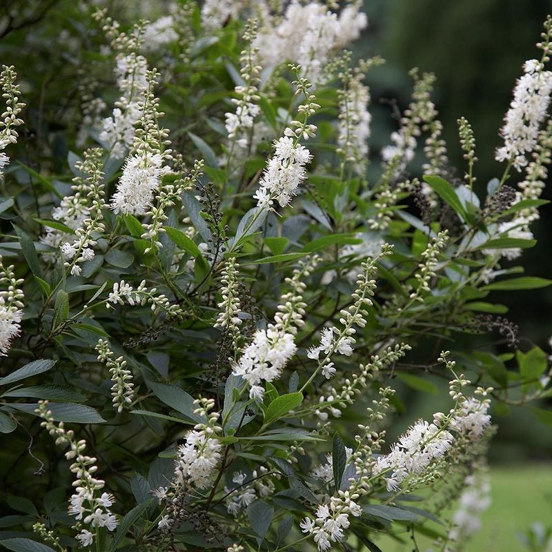Summersweet Clethra