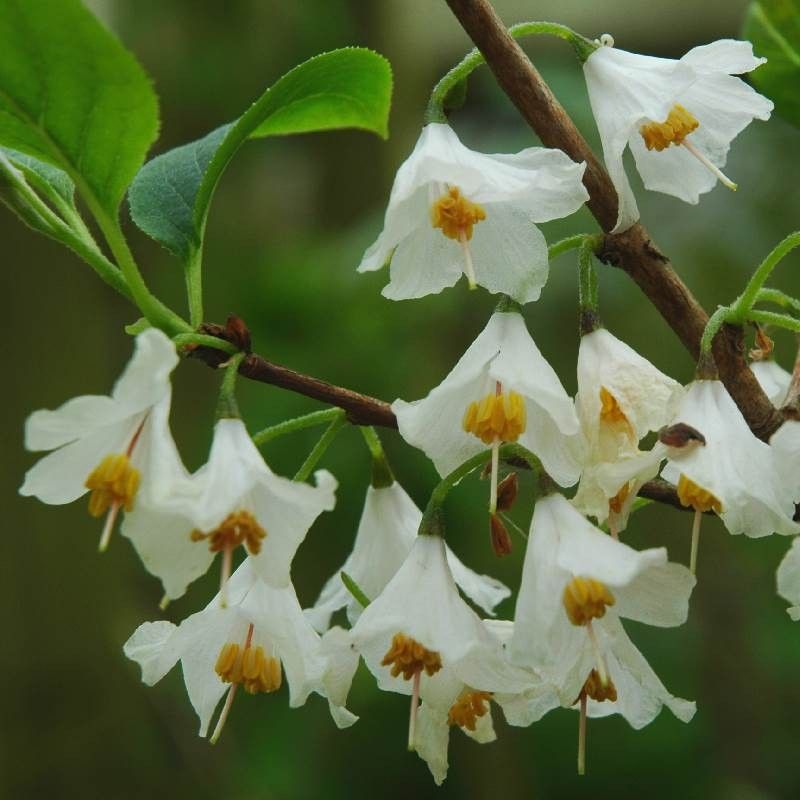 Snowdrop Tree (Halesia)