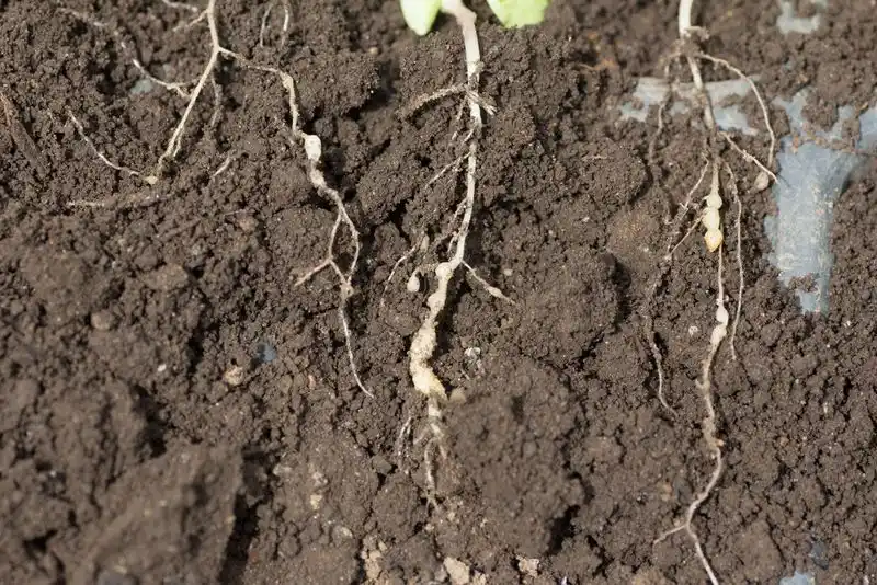Presence of Soil-borne Pathogens