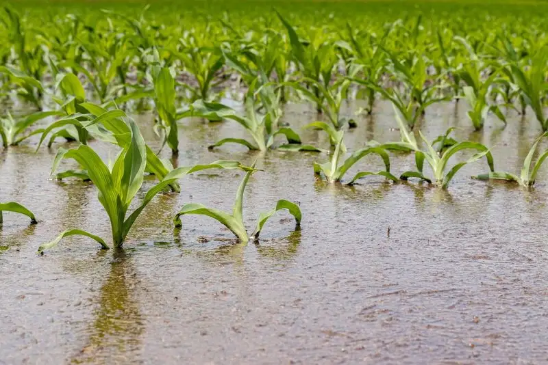 Excessive Soil Moisture