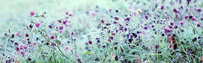 Frost Dates