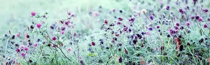 Frost Dates