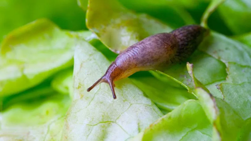 Slug Deterrent