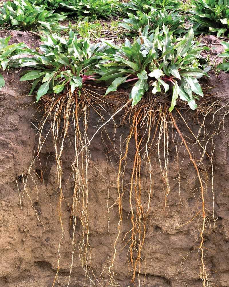 Soil Health Impact