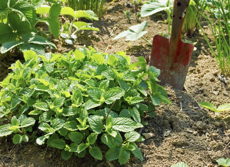 Soil Preferences
