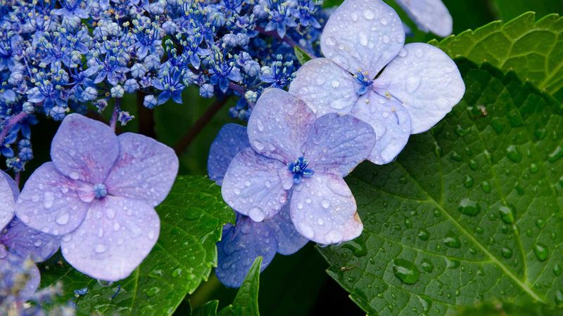 Watering with Precision