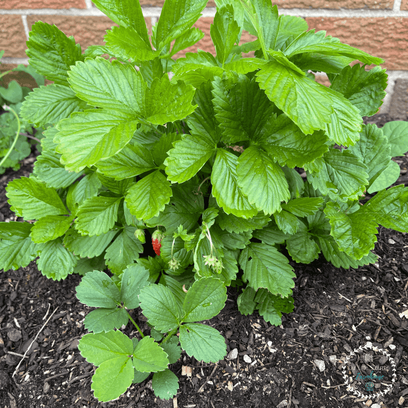 Planting Season Timing