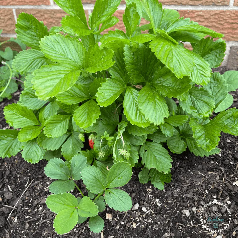 Planting Season Timing