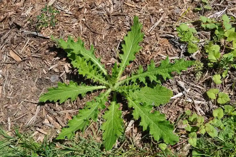 Soil Protector