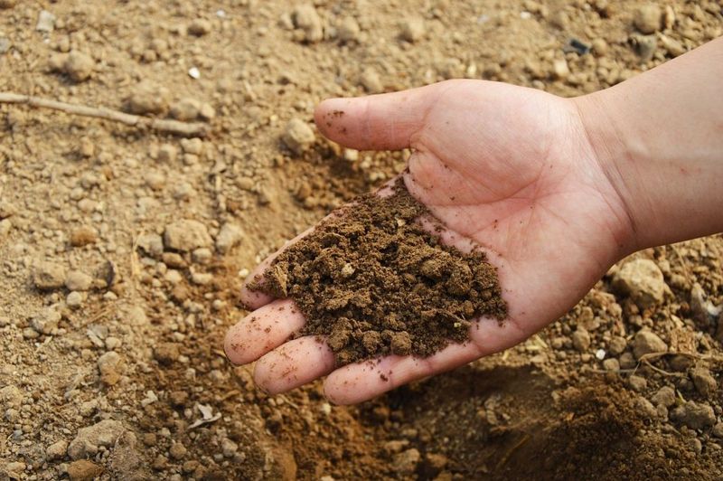 Soil Sampling