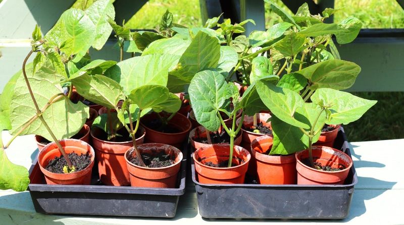 Soil Selection and Preparation