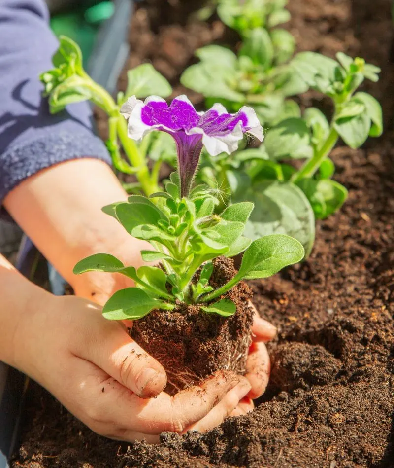 Soil and Drainage Considerations