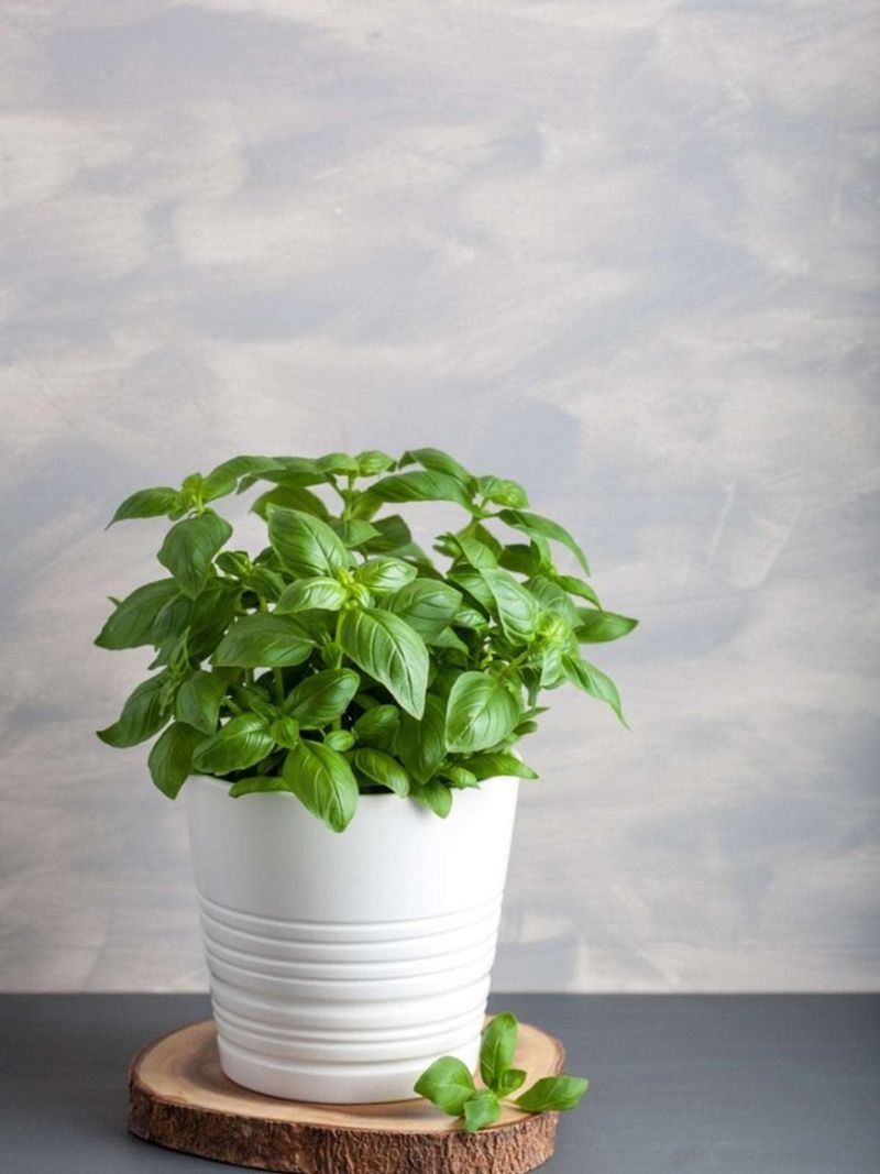 Soil and Nutrients