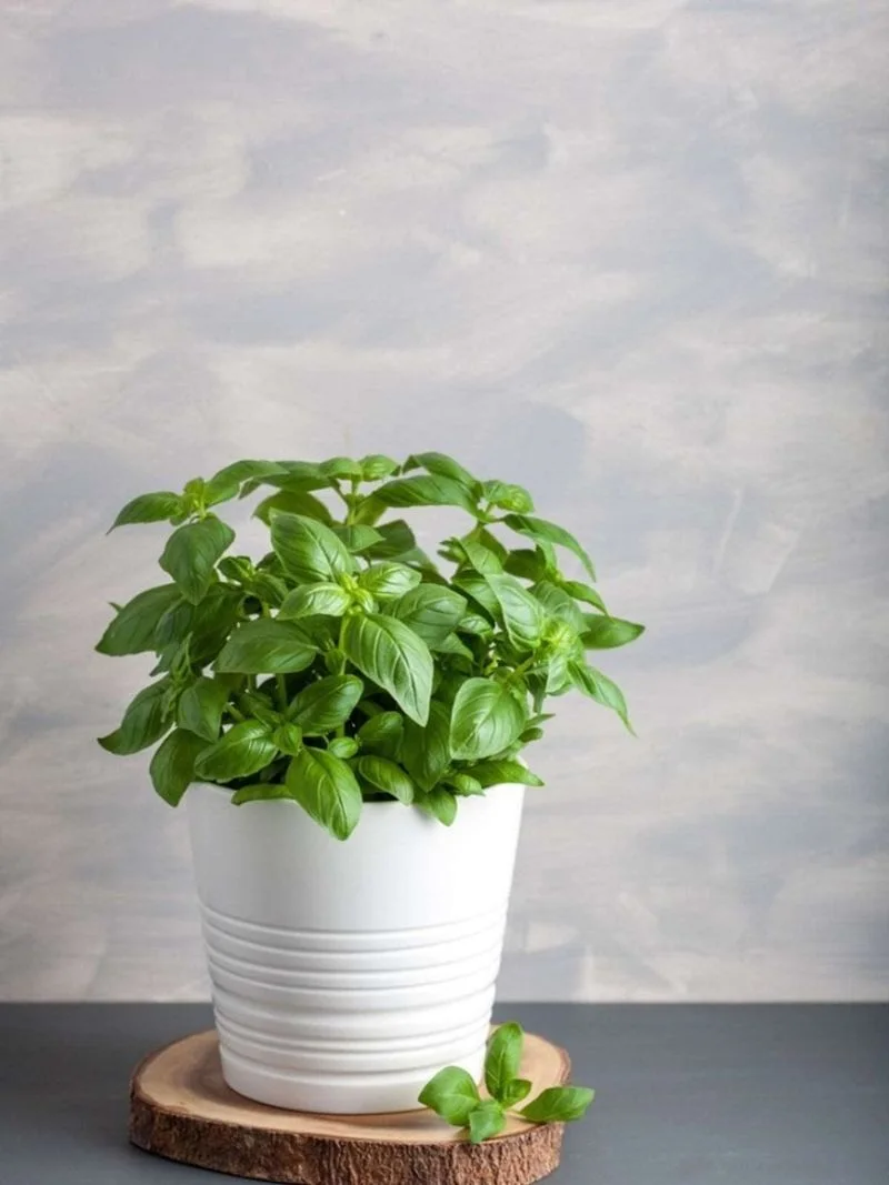 Soil and Nutrients