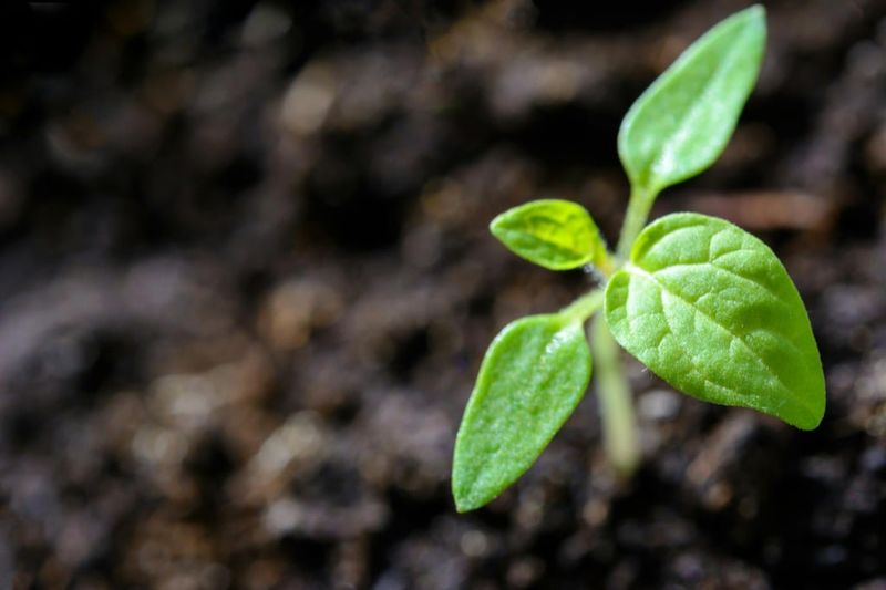 Soil pH Balancer