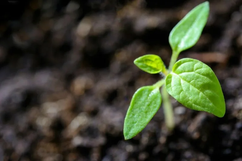 Soil pH Balancer
