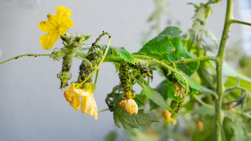 Beneficial Insect Loss
