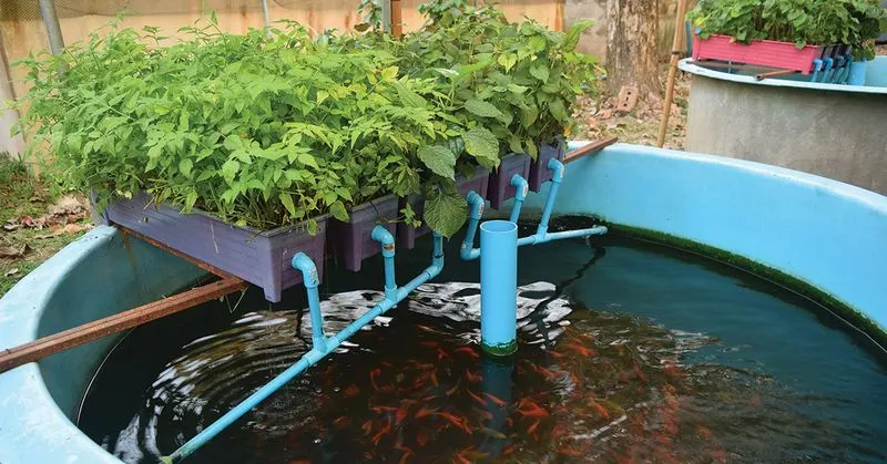 Aquaponics Water Garden