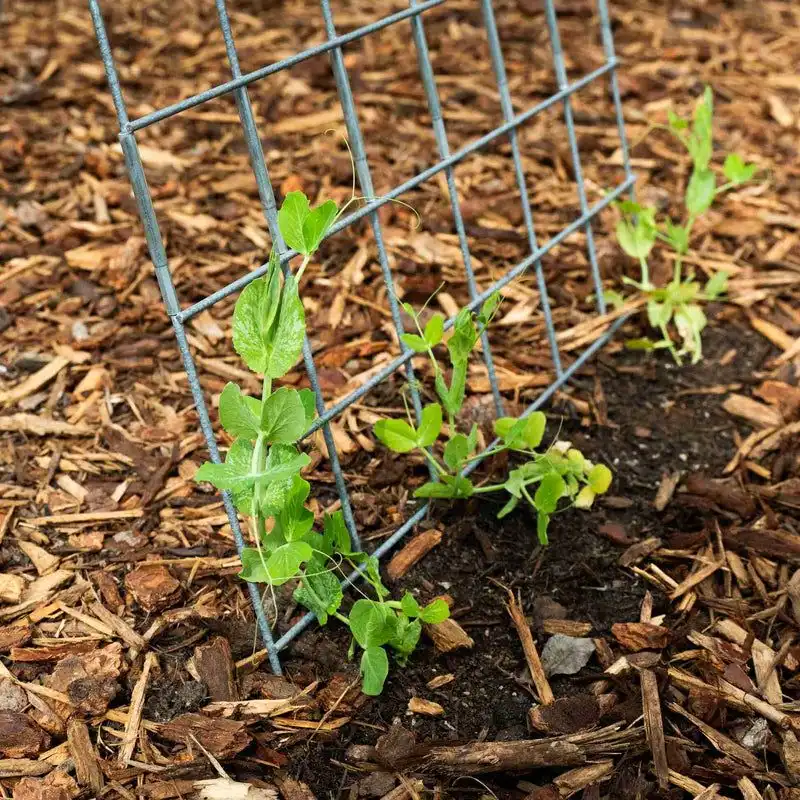 Trellis Kits for Climbing Plants