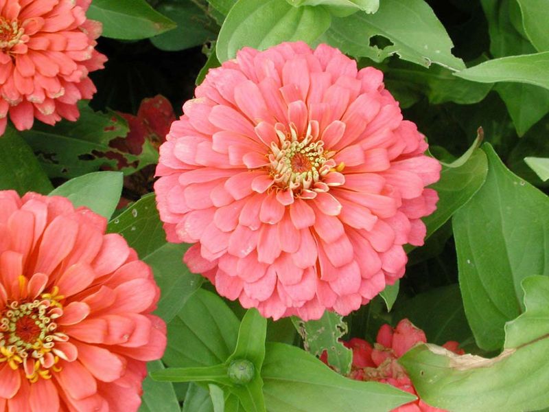 Magellan Coral Zinnia