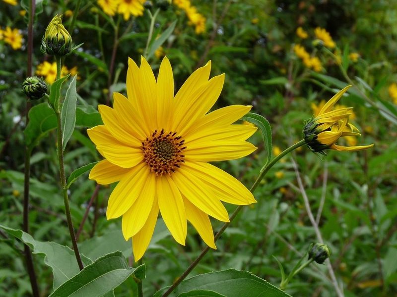 Jerusalem Artichoke