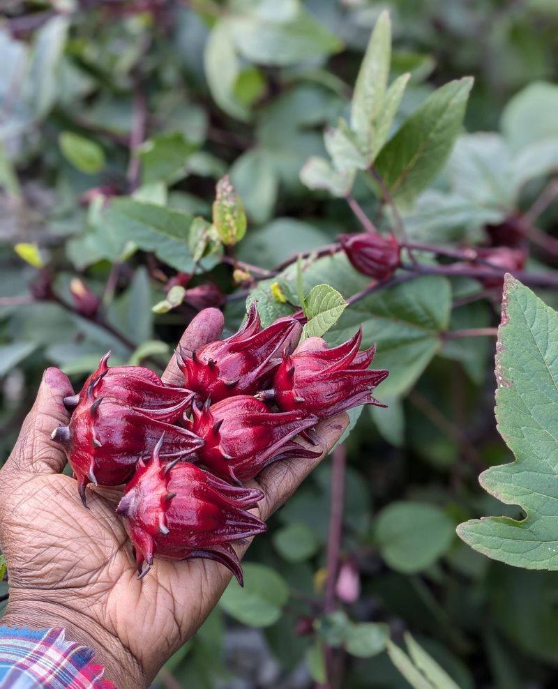 Sorrel
