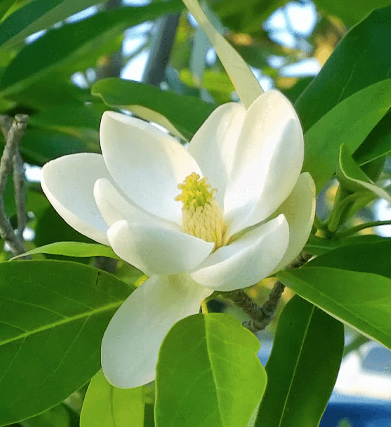 Sweetbay Magnolia