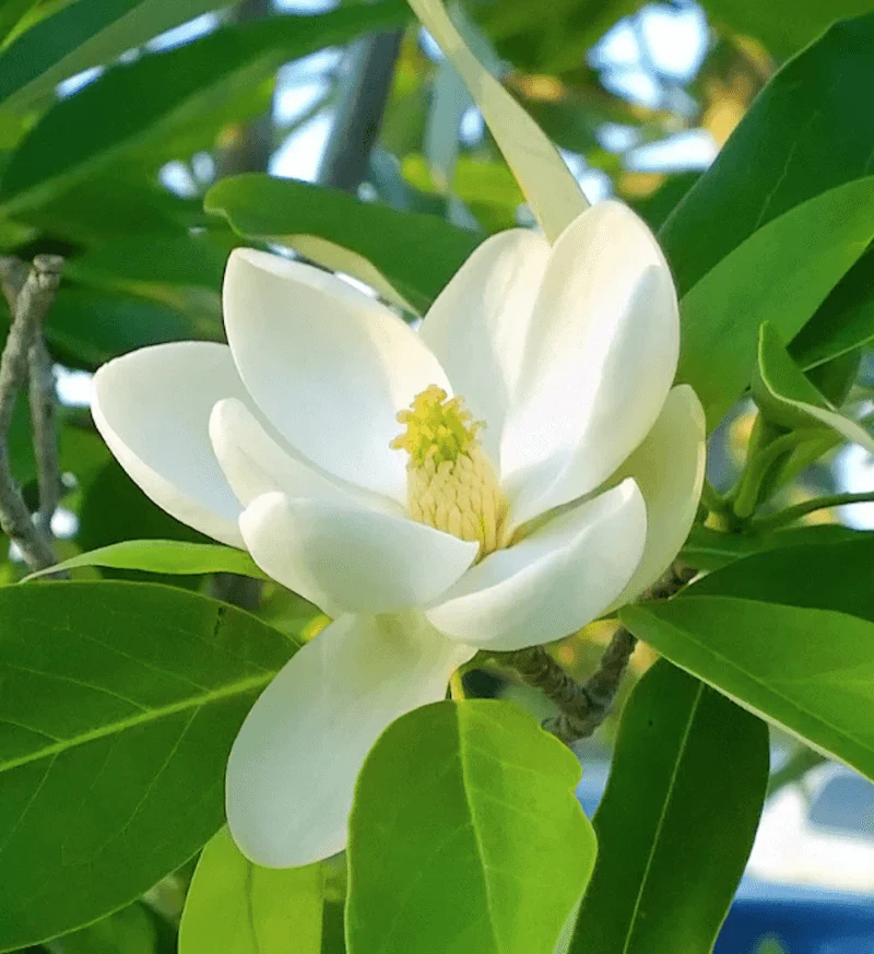 Sweetbay Magnolia