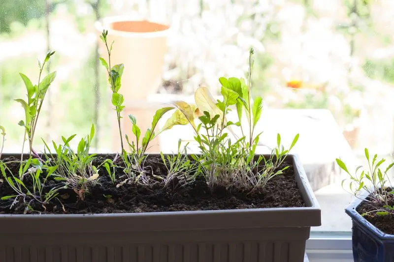 Sow Seeds Properly