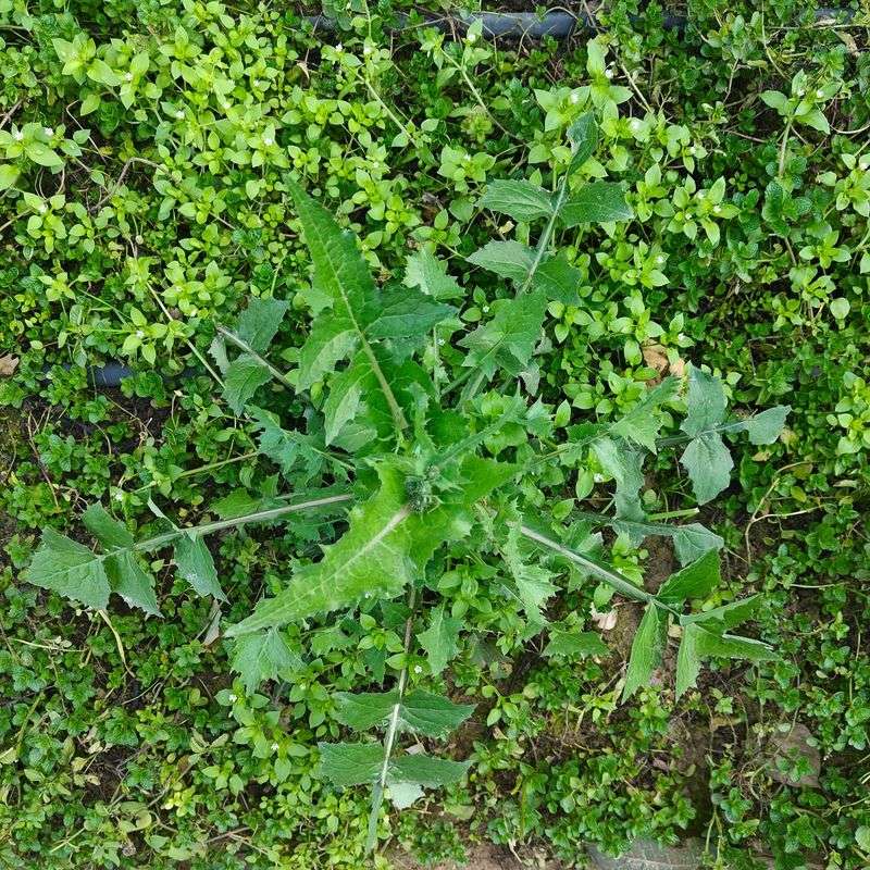 Sow Thistle