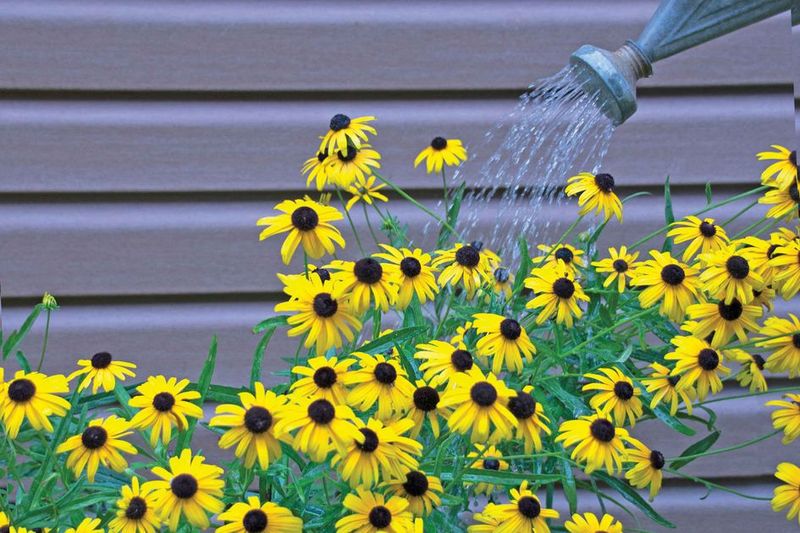 Watering Plants