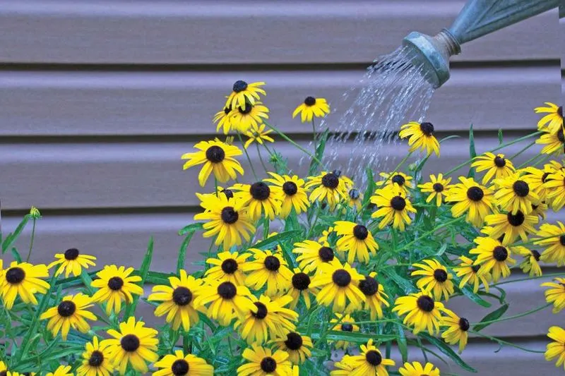 Watering Plants