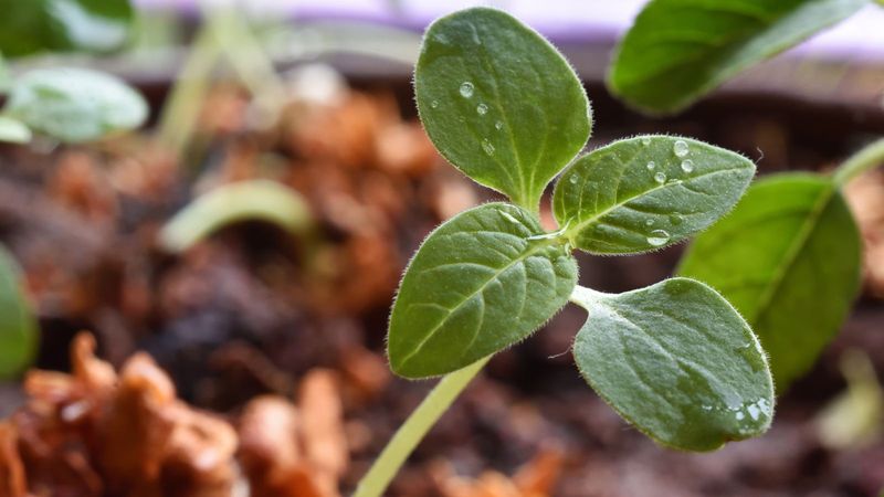 Nurturing Seedlings
