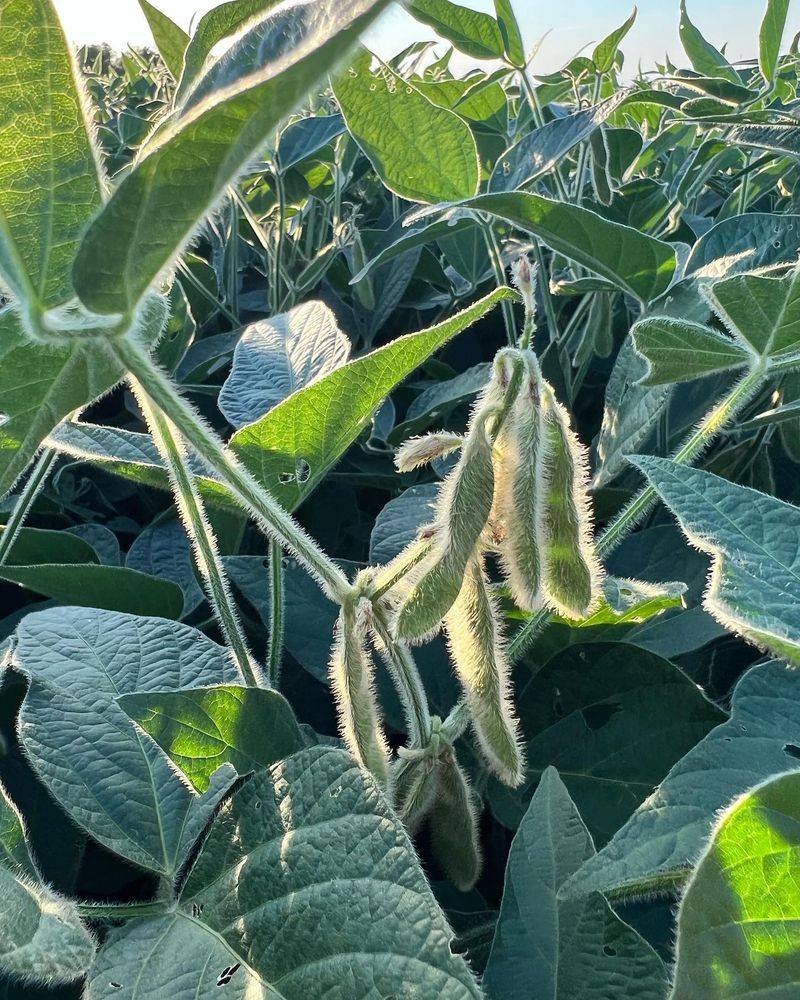 Soybeans