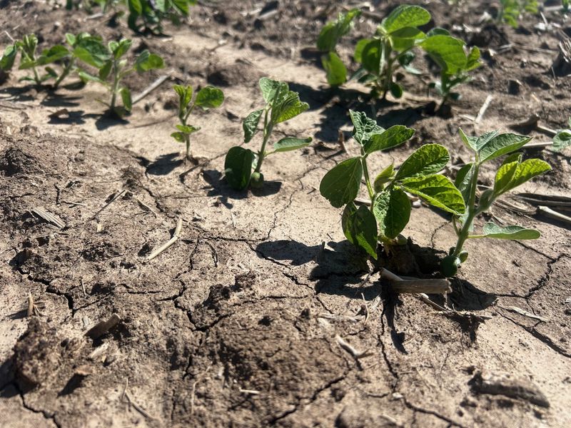 Soybeans