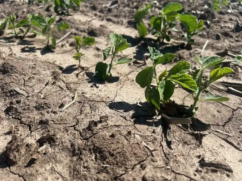 Soybeans