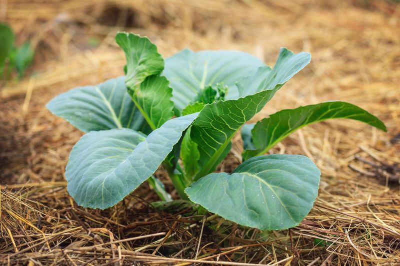 Mulching Benefits
