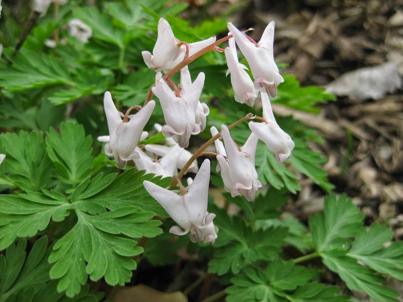 Dutchman's Breeches
