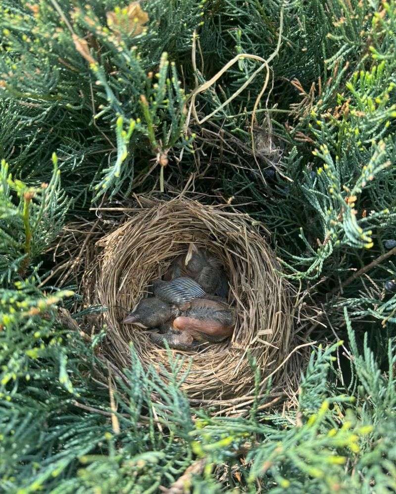 Sparrow's Communal Home