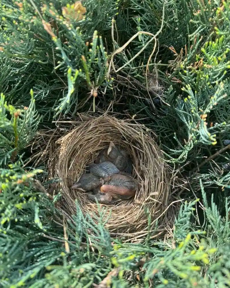 Sparrow's Communal Home