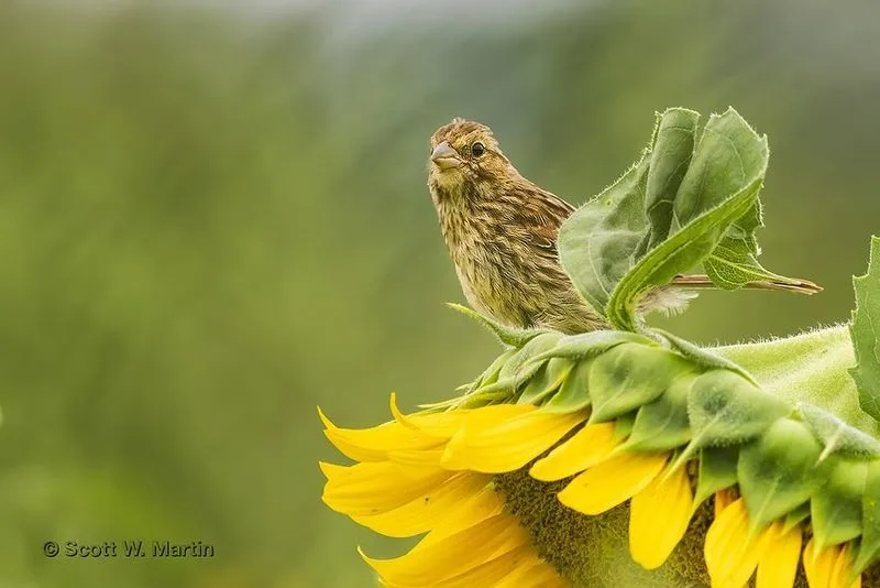 Sparrows and Sunflowers