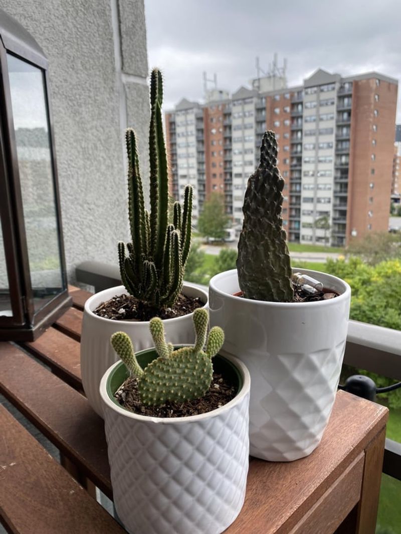 Cactus