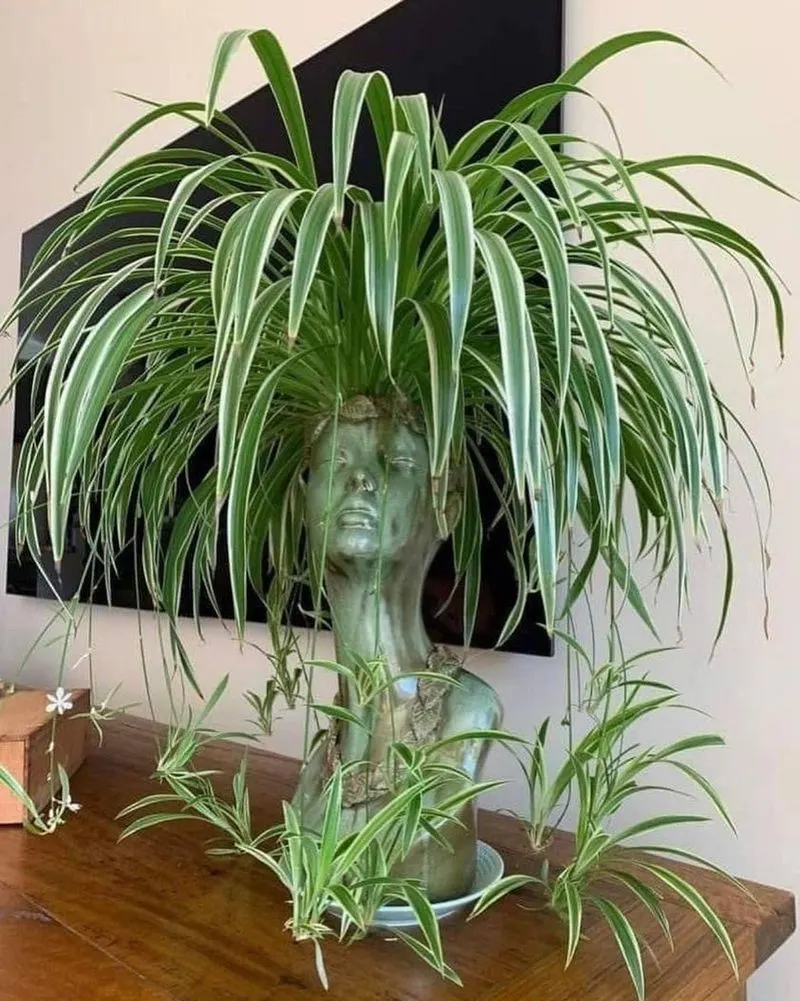 Spider Plant
